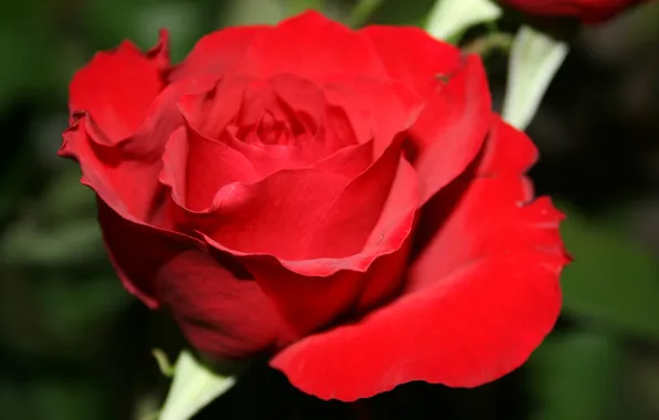 Flowers, roses, petals, buds