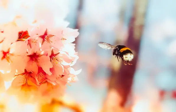 Picture flower, summer, bumblebee