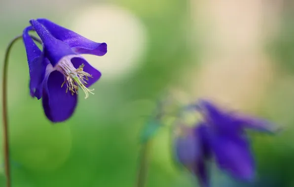 Picture macro, flowers, nature, Purple Columbines
