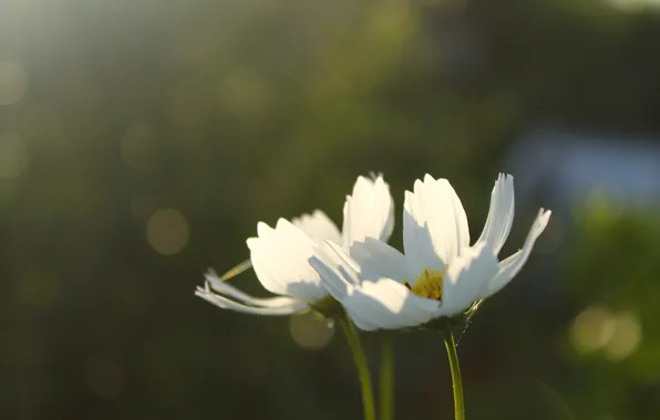 Picture white, flowers, Macro