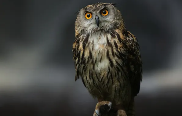 Picture eyes, grey, background, owl, bird