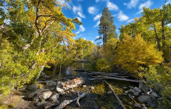 Trees, landscape, river