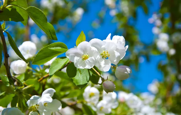 Picture flowers, Spring, Apple