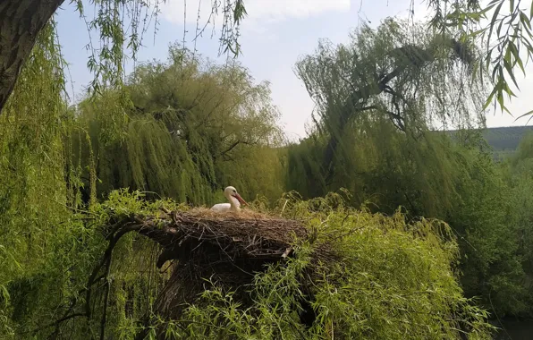 Bird, france, stork, alsace