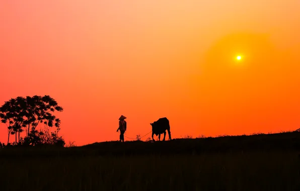 Sunset, Bush, cow, village, silhouette, male, solar, orange sky
