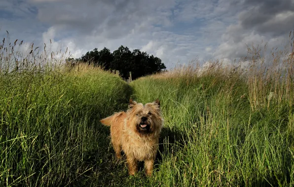 Summer, grass, landscape, dog, friend