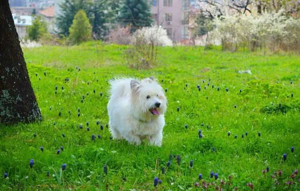 Picture Grass, Dog, Dog, Grass, The West highland white Terrier