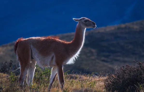 Picture South America, mammal, Guanaco
