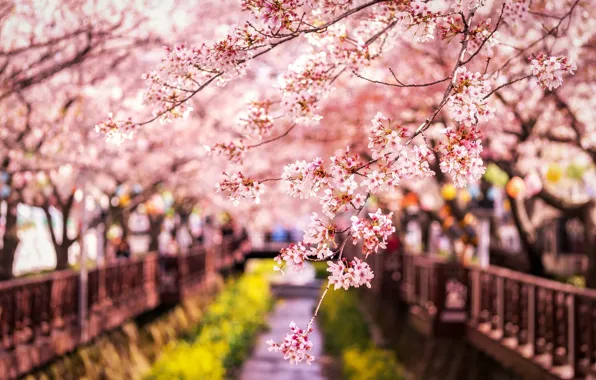 Picture branches, spring, Japan, Sakura