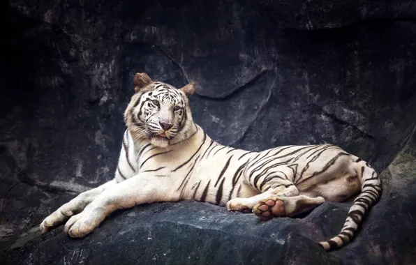 Tiger, stones, predator, lies, white tiger, resting, bokeh
