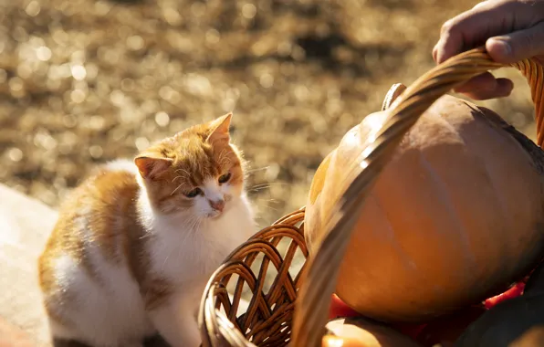 Cat, cat, pumpkin