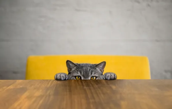 Cat, cat, table, chair, Peeps