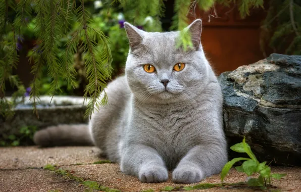 Cat, branches, grey, stone, lies, resting, bokeh
