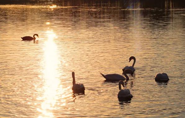 The sun, rays, light, sunset, birds, lake, glare, dawn