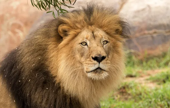 Picture look, face, close-up, background, portrait, Leo, mane