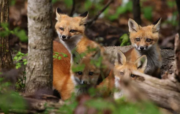 Picture look, nature, Fox, kids, Fox, Fox, cubs, brood
