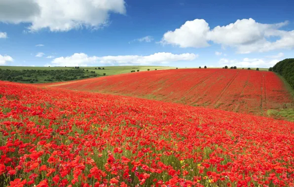Field, flowers, England, Maki, meadow, Brighton, national Park South downs