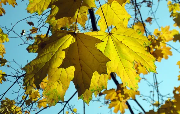 Autumn, the sky, leaves, nature, maple