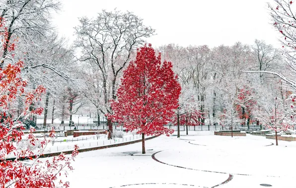 Wallpaper winter, snow, Park