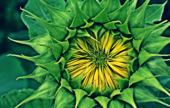 Flower, plant, sunflower, green