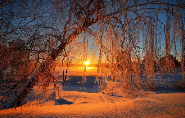 Picture winter, the sky, the sun, snow, trees, landscape, nature, sunrise