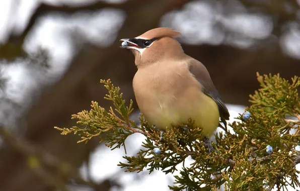 Branches, berries, background, bird, fruit, needles, bokeh, the Waxwing