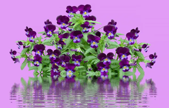 Leaves, water, flowers, reflection, treatment, purple, Pansy, pink background