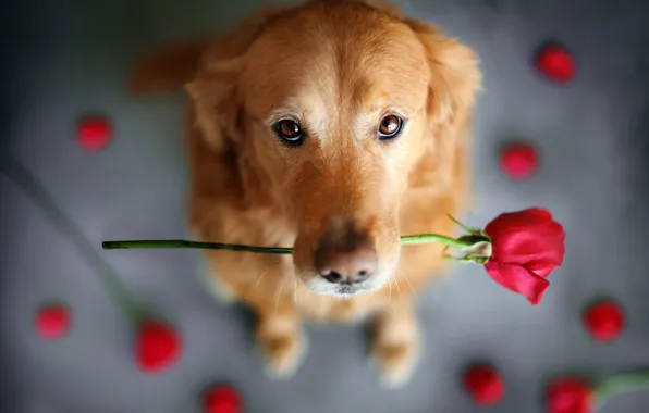 Picture flower, look, animal, rose, dog, dog, Retriever