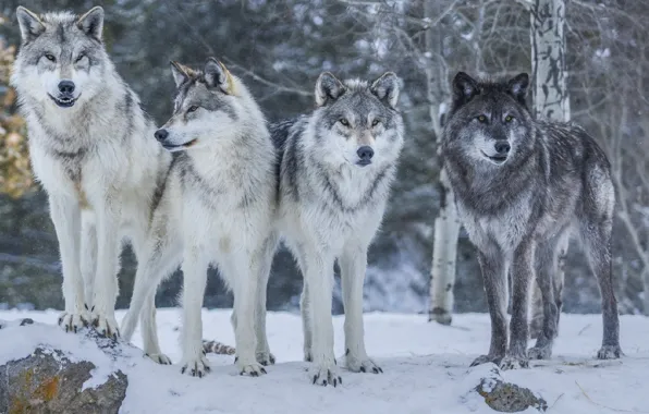 Nature, wolves, nature, animal, for, woles