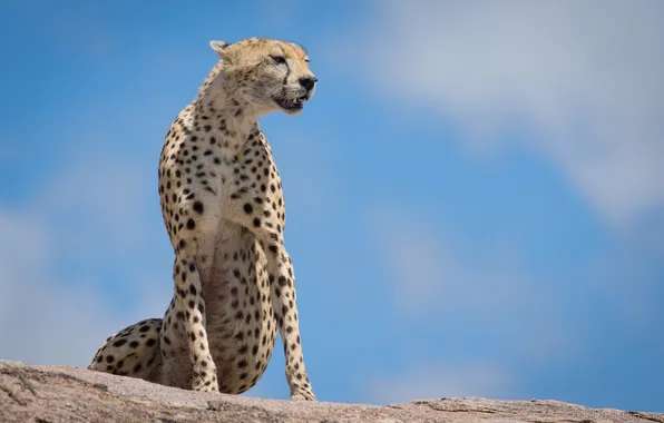 Picture nature, Cheetah, beast