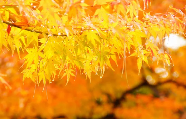 Autumn, leaves, tree, yellow, maple