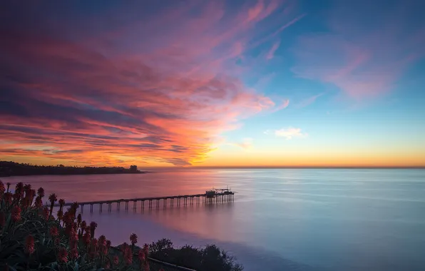 Summer, ocean, sunset, water, flowers
