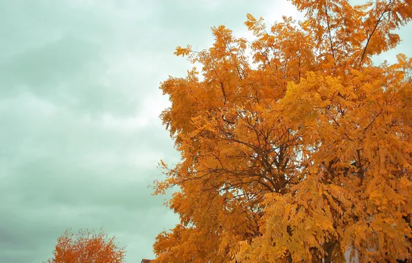 Picture autumn, the sky, tree