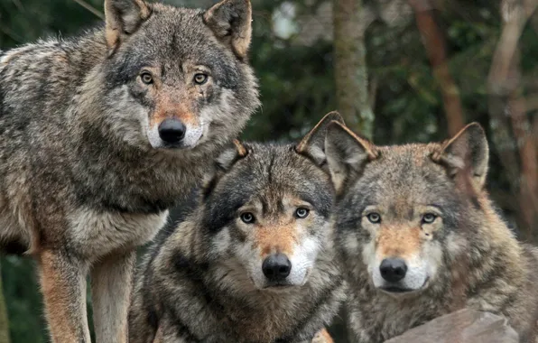 Picture predators, wolves, Trinity, nurses