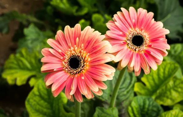 Green, gerbera, flower, nature, flowers, leaves, orange, flora