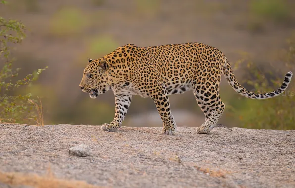 Picture Jaguar, wild cat, big cat