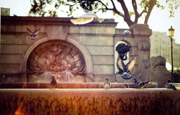 Picture the sun, rays, the city, street, pigeons, fountain, Spain, Barcelona
