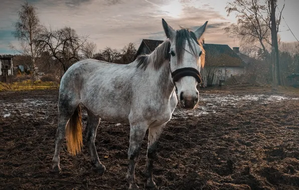 Field, autumn, look, face, clouds, trees, house, horse