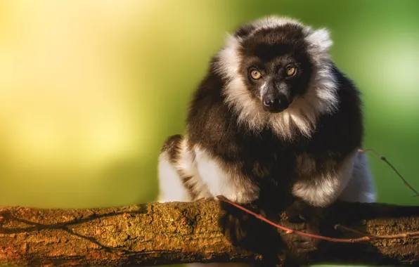 Picture look, branches, pose, background, treatment, lemur, sitting