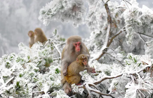 Winter, snow, trees, China, reserve, rhesus monkeys, Zhangjiajie, Wulingyuan