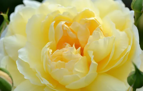 Picture macro, yellow, bright, rose, petals