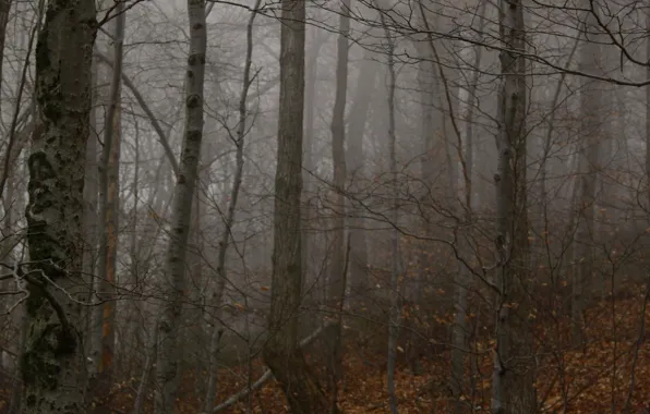 Forest, trees, nature, fog, USA, Catskills