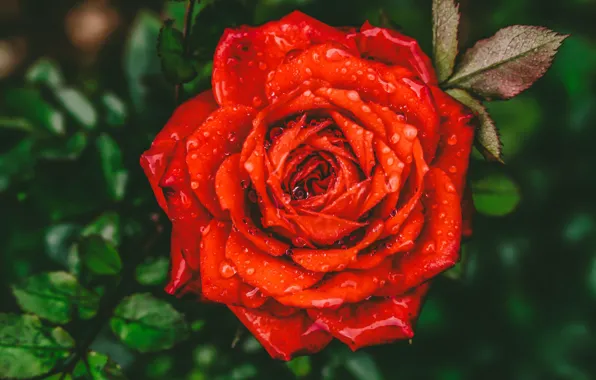 Picture bright, roses, flowers, red, the dark background, macro, leaves, drops