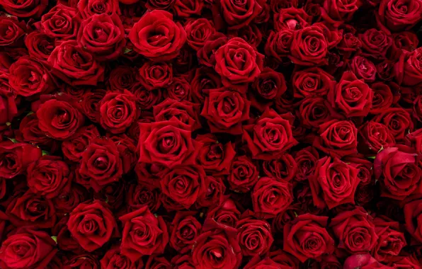 Picture flowers, red, Roses, buds