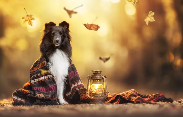 Picture autumn, leaves, dog, shawl, Sheltie, Shetland Sheepdog, flashlight
