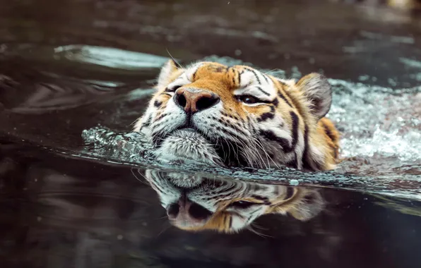 Look, face, water, tiger, reflection, bathing, pond, swimming