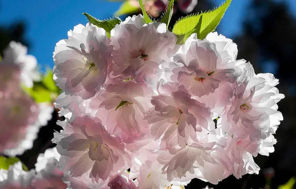 Leaves, light, flowers, treatment, branch, spring, petals, Sakura