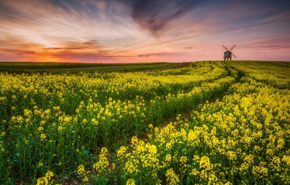 Road, field, the sky, clouds, sunset, flowers, dal, yellow