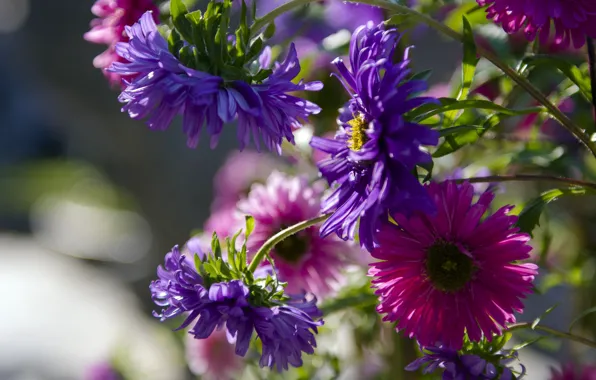 Petals, colorful, Bud, Astra, flowering, lilac, flowers, tulips