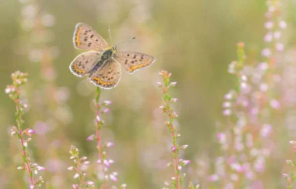 Picture flowers, background, butterfly, nature